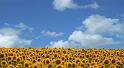 sunflowers-sky-composed copy